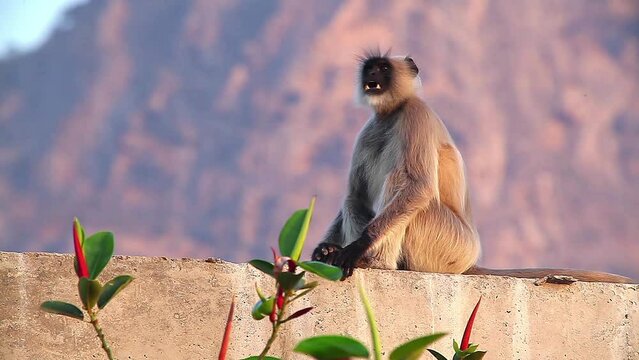 India. A langur monkey sits on a wall on a sunny day.