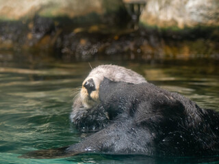 Naklejka premium sea otter in the water
