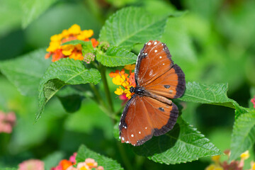 The Queen Danaus gilippus butterfly warms its rusty orange wings atop a multicolor golden red blooming lantana flower within the botanical garden