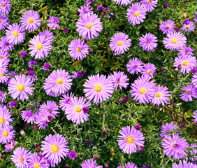 Beautiful close-up of aster amellus