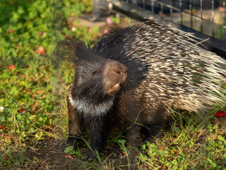 hedgehog in the grass