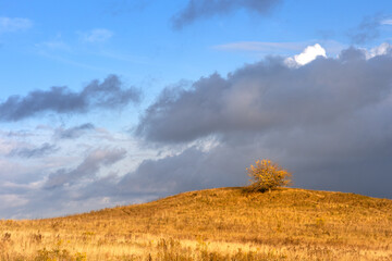 lonely tree with yellow leaves on a hill early autumn with a dramatic blue sky