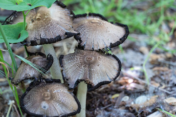 Group contingently edible ink cap mushroom in deciduous forest. Common coprinopsis atramentaria growing in the green grass. Mushroom manure gray from family сoprinus psathyrellaceae.