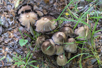 Group contingently edible ink cap mushroom in deciduous forest. Common coprinopsis atramentaria growing in the green grass. Mushroom manure gray from family сoprinus psathyrellaceae. Top view.