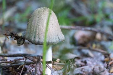 Contingently edible ink cap young mushroom in deciduous forest. Common coprinopsis atramentaria growing in the green grass. Mushrooms manure gray from family сoprinus psathyrellaceae.