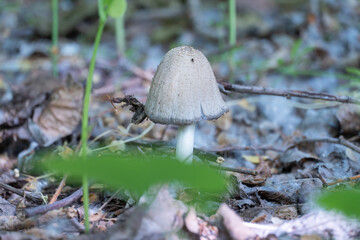 Contingently edible ink cap young mushroom in deciduous forest. Common coprinopsis atramentaria growing in the green grass. Mushrooms manure gray from family сoprinus psathyrellaceae.
