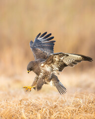 Common buzzard Buteo buteo in the fields, buzzards in natural habitat, hawk bird on the ground, predatory bird close up, birds of prey	