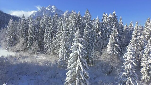 AERIAL: Winter flight above snow covered spruce trees towards Ponce Mountains. Wonderful view of snowy alpine landscape with majestic mountaintops and lush spruce forest on a sunny day in winter time.