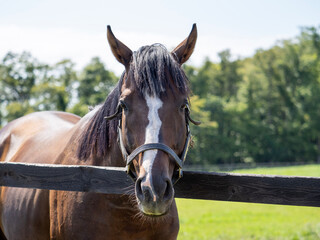 portrait of a horse