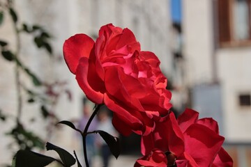Italy, Umbria: The red rose of Saint Rita of Cascia.