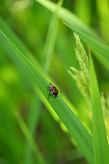 closeup the dark brown color Aconcagua man ca beetle insect hold on paddy plant leaf soft focus natural green brown background.