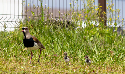 Photograph of a beautiful Southern lapwing.