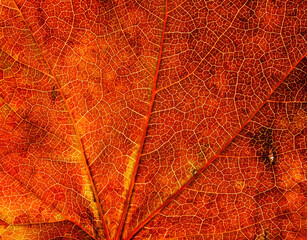Autumn leaves red colour close up