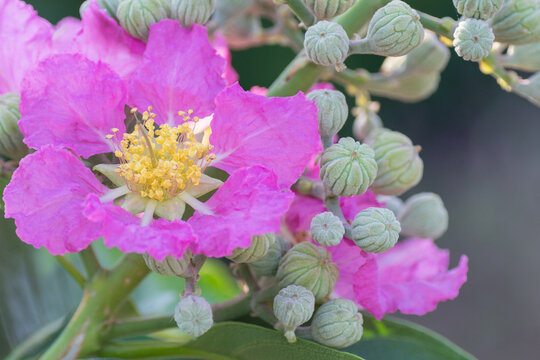 Lagerstroemia speciosa, also known as Pride of India, is a native of Asia.