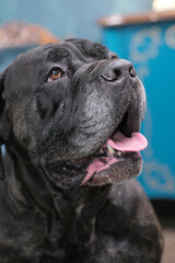 Six-year-old male Italian Cane Corso