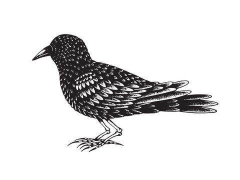 Black Bird With Legs Made Of Bones