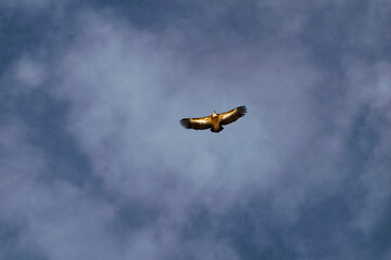Winter mountains with snow, mist, animals, vulture, dog, ski, trees.