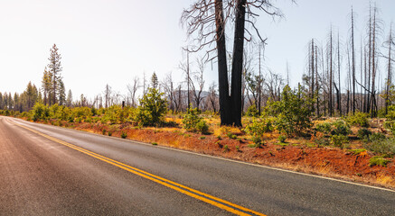 Fototapeta premium Burnt pine trees off the Skyway near Paradise Lake in Maglia, Northern California