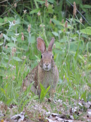 Rabbit 