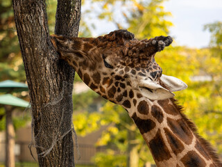 giraffe in the zoo