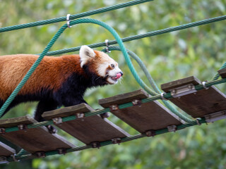 red panda eating bamboo