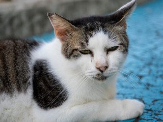 portrait of a cat