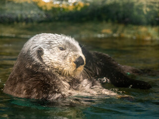 sea ​​otter swimming