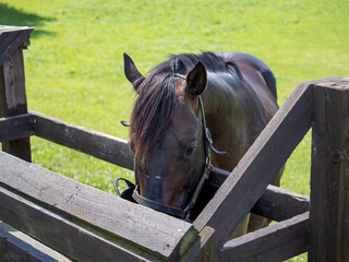 horse in stable