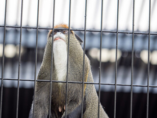 mammal in zoo