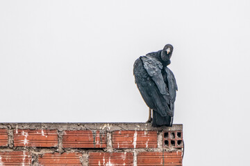 Black vulture on the wall
