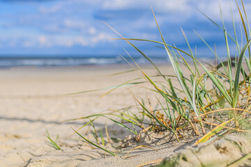 Fototapeta premium trawa na plaży