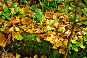 Nature is the material world of the universe, in fact — the main object of the study of natural sciences.