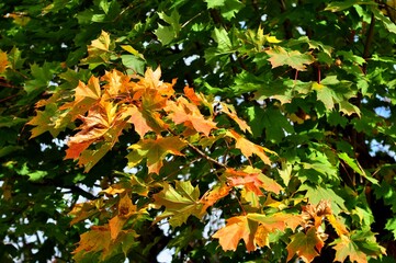 Nature is the material world of the universe, in fact — the main object of the study of natural sciences.