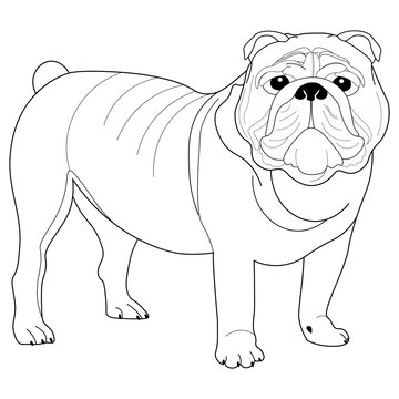 Colouring page, hand drawn, vector. Dog 2, breed English Bulldog, object isolated on white background.