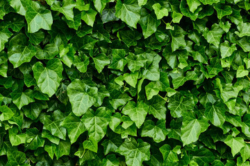 Fototapeta na wymiar Background of leaves. Ivy Hedera helix