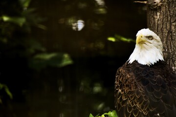Bald Eagle perched on tree horizontal