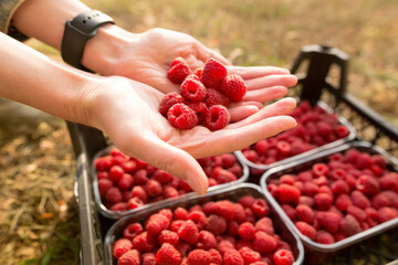 Woman's hands full with raspberry berries. Red raspberries in plastic container box in garden, close-up view. Freshly harvest. Healthy eating, dieting fruits 