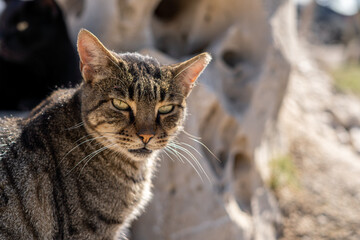 portrait of a cat