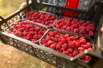 Female hands holding fresh red raspberries freshly harvest in plastic container box on background branch of berries at sunset. Healthy eating, dieting fruits. 