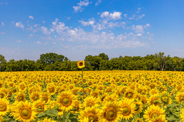 Naklejka premium Standing Out Sunflower