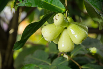 Green guava, water guava or water apple,
still young, wet with dew, hang on the tree, 