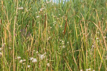 Closeup of narrowleaf cattail with selective focus on foreground