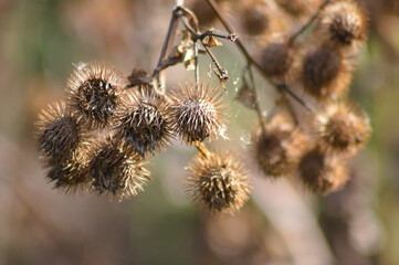 Closeup of dried brown lesser burdock seeds with selective focus on foreground
