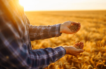 Farmers hands pour grain into field from hand to hand. Agriculture, gardening or ecology concept.