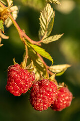 ripe raspberries on the bush	