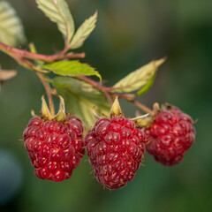 ripe raspberries on the bush