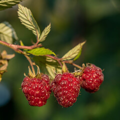 ripe raspberries on the bush	