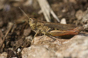 Closeup on an adult brown colored European rufous grasshopper, Gomphocerippus rufus