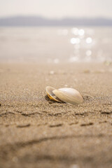 Green leaf on the stone on a beach sand. High quality photo