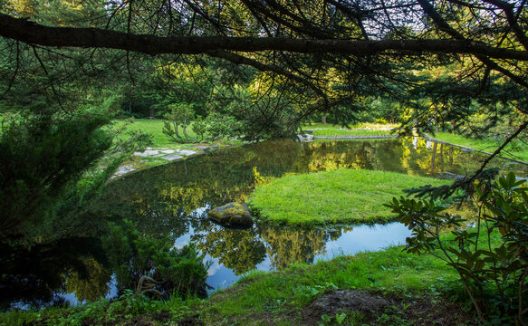 Japanese garden in Moscow with pond , cossack juniper and rhododendron bushes in early autumn